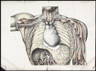 Anatomical drawing of the nerve supply to the organs of the neck and chest