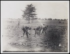 5 people working in the fields with a tree in the background