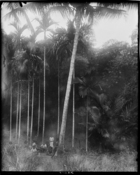 Carriers (?) resting under some palms