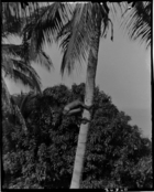 boy climbing coconut palm in grounds of London Missionary Society Mission House