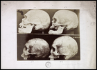 4 skulls on shelf in left profile numbered 1-4