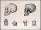 two set of skulls. Main image is left profile with two smaller images in base and back (left images) front and top (right images)