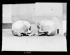 two skulls, profile