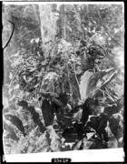 Calanthe species on Bukit Besar at 2,000 feet.