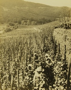 Photograph of Farming in Germany: A Vineyard in the Rhine Valley