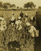 Photograph of Farming in Germany: Women Gathering Onion Seed