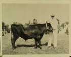 Photograph of a champion bull at the Mineola State Fair
