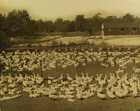 Photograph of a flock of ducks