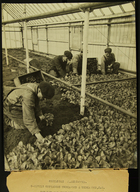 Photograph of Men in Greenhouse Preparing to Transplant Lettuce