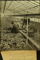 Photograph of Men Harvesting Lettuce in Greenhouse