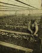 Photograph of greenhouse farming