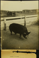 Photograph of Boar on Experiment Farm