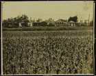 Photograph of corn field at Poydras Asylum, New Orleans, LA