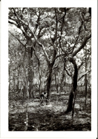 Black and White Photograph: Cutting Ikamba Nachihamba