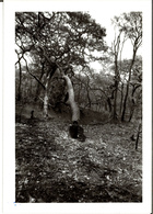 Black and White photograph of a tree falling in a forest