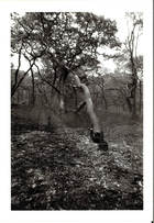 Black and White photograph of a tree falling in a forest