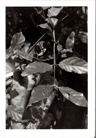 Black and White photograph of leaves on a plant