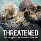 Threatened: The Controversial Struggle Of The Southern Sea Otter