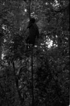 A youth scaling up a tall thin tree trunk in the middle of the forest.