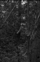 A child standing in a depression in the middle of forest vegetation.