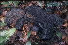 Close-up of dark brown/ black fungus growing on a bed of leaves on the forest floor.