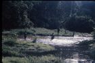 Women, a man and children playing and crossing Moboi river that is flowing through a grassy clearing in the forest.