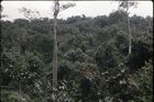 View across the canopy of dense forest vegetation at bai Bota.