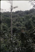 View across the canopy of dense forest vegetation at bai Bota.