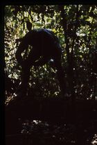 An unidentified man stood on the branch of a tree in the forest and is chopping.