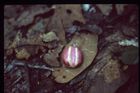 Close-up of a type of pinkish-coloured forest seed on the forest floor, presumably having been peeled from its brown outer skin.