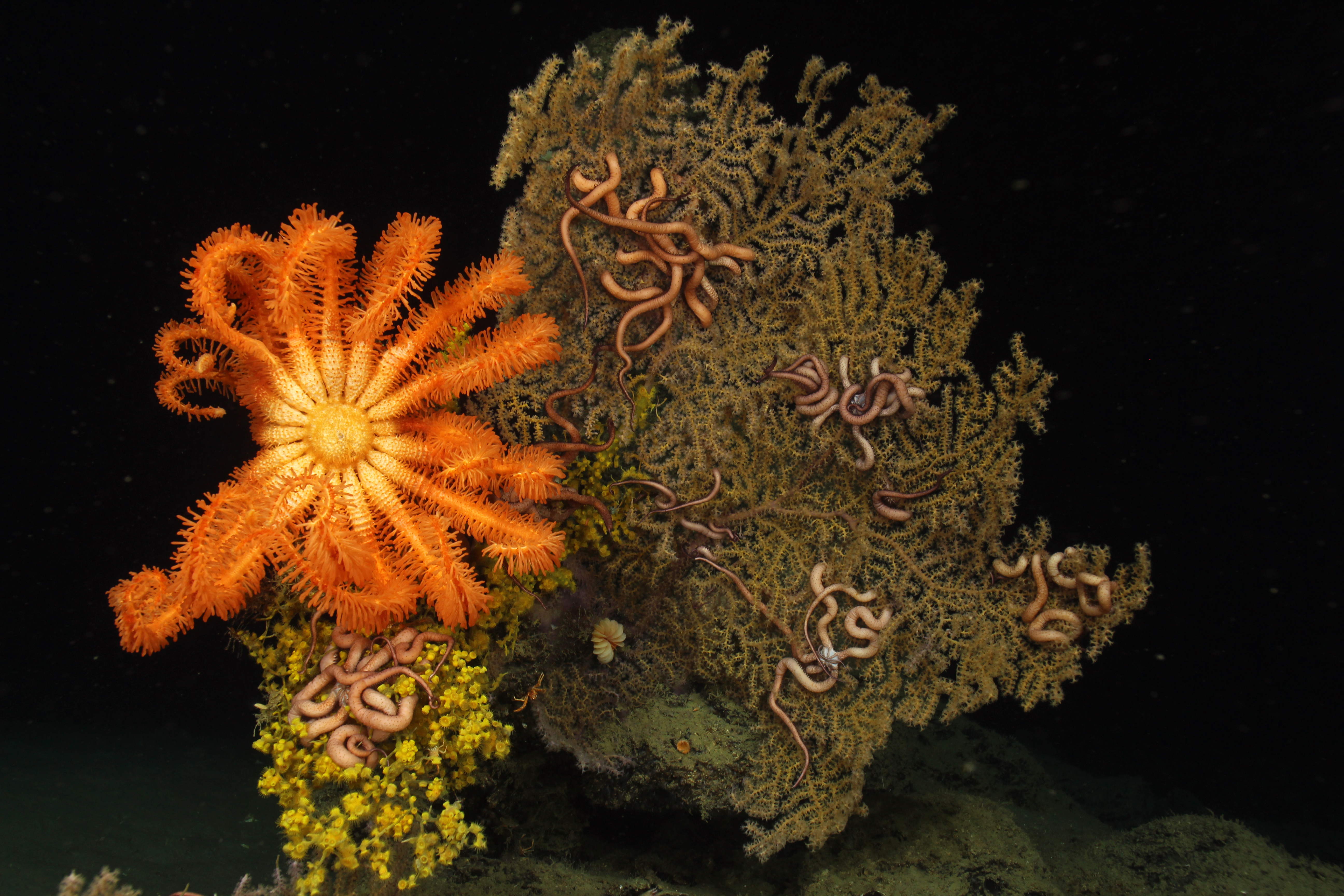 Blue Planet II, 2, The Deep | Alexander Street, part of Clarivate