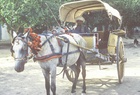 Aqcha, Gadi (Horsecart Taxi) Photo