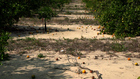 What's Behind a Severe Decline in Florida's Citrus Harvest
