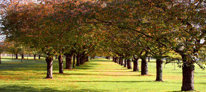 Autumn 1 Autumn 1