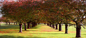 Autumn 1 Autumn 1