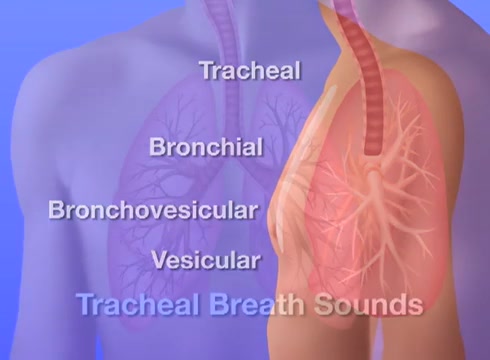 Auscultation Of Breath Sounds Normal Breath Sounds Episode 3 Auscultation Of Breath Sounds Tracheal Broncial Bronchovesicular And Vesicular Alexander Street A Proquest Company