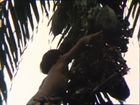 Yanomamo Shorts, Climbing the Peach Palm