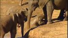 Still image from video Addo's Elephants: Back from the Brink