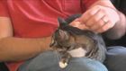 Administering Medications To Cats
