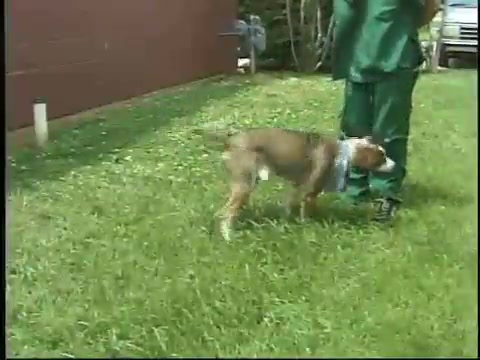 A Predatory Dog Will