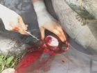 Equine Castration: Performing Surgery
