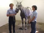 Equine Husbandry: Hydrotherapy