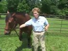 Equine Restraint: How To Use A Chain Shank