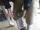 Examination And Procedures On The Equine Hoof Basic Horeshoe Concepts