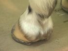 Examination And Procedures On The Equine Hoof Examination Of The Hoof With Hoof Testers