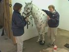 Examination And Procedures On The Equine Hoof Soaking And Bandaging The Hoof