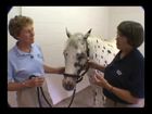 Physical Examination Of The Horse Ears