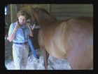 Physical Examination Of The Horse Field Physical Exam