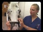 Physical Examination Of The Horse Respiratory System