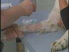 Tech Skills Canine And Feline Iv Catheter